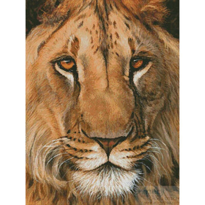 Lion Portrait (Jason Morgan)