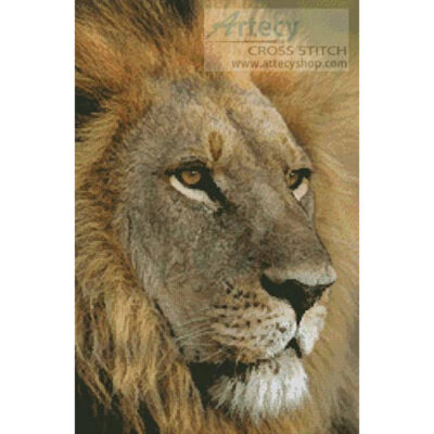 Lions Gaze (Moodboard - Corbis)