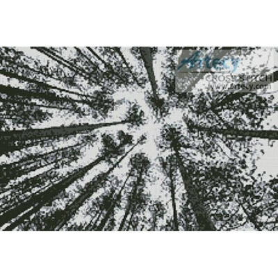 Looking up at Pine Trees (Radius Images - Corbis)