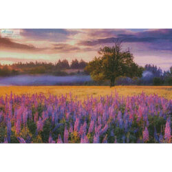 Lupine Sunrise (Darren White Photography /artlicensing)