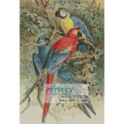 Macaws