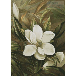 Magnolia Grandiflor (Alicia Laird)