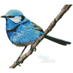 Male Splendid Fairy Wren 2 (David Cook Wildlife Photography)