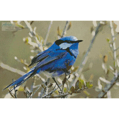 Male Splendid Fairy Wren 3 (David Cook Wildlife Photography)