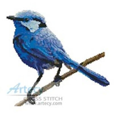 Male Splendid Fairy Wren