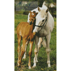 Mare and Foal Photo (Amana Images - Corbis)