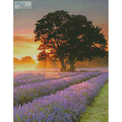Mayfair Lavender at Sunrise (Crop) (Getty Images)