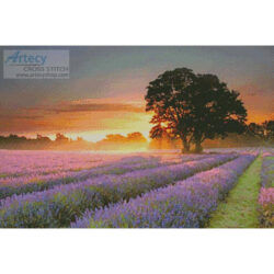 Mayfair Lavender at Sunrise (Getty Images)