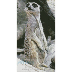 Meerkat