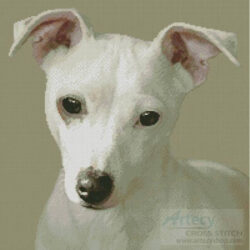 Miniature Jack Russell Terrier (Lynn Cameron)