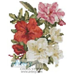 Mini Azaleas