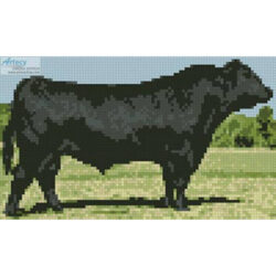 Mini Black Angus (www.publicdomainpictures.net)