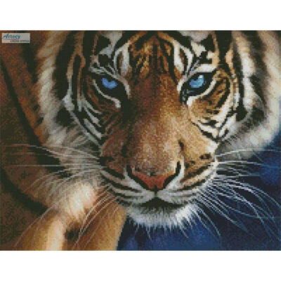 Mini Blue Eyed Tiger (Collin Bogle)
