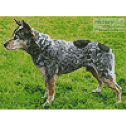 Mini Blue Heeler (Ellen Levy Finsch)