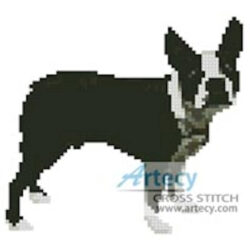 Mini Boston Terrier