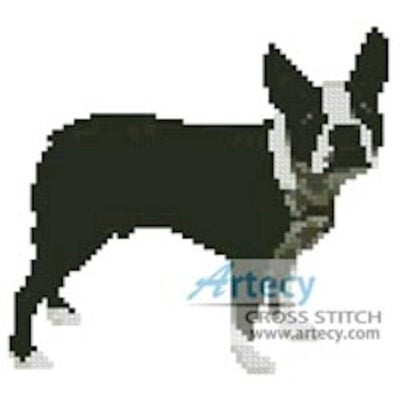 Mini Boston Terrier