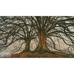 Mini Branching Out (Johannes Plenio)