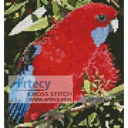 Mini Crimson Rosella (OzPhoto)