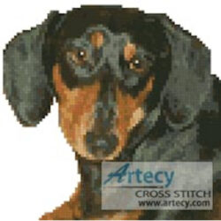 Mini Dachshund (C Stoehr)
