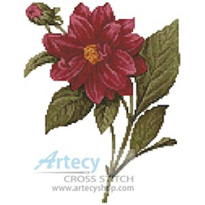 Mini Dahlia Double (Pierre-Joseph Redoute)
