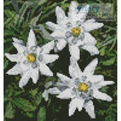 Mini Edelweiss