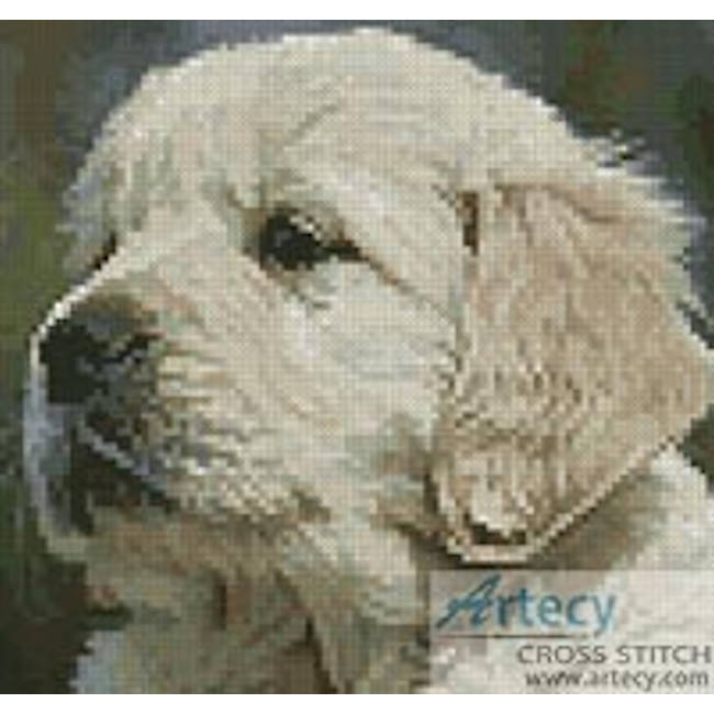 Mini Golden Retriever Puppy (www.photostogo.com)