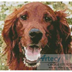 Mini Irish Red Setter 2 (Brian Nelson)
