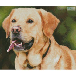 Mini Labrador Retriever (Chimsee2016-Pixabay)