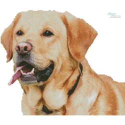 Mini Labrador Retriever (No Background) (Chimsee2016-Pixabay)