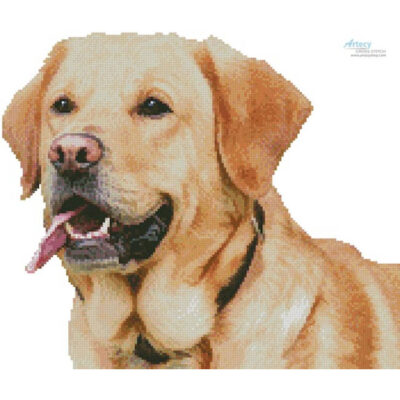 Mini Labrador Retriever (No Background) (Chimsee2016-Pixabay)