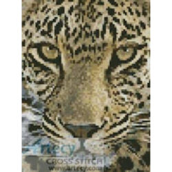 Mini Leopard Close Up (www.photostogo.com)