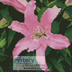 Mini Oriental Lily (LadyofOz)