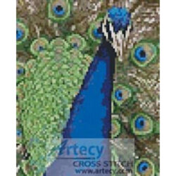 Mini Peacock 1 (www.wpclipart.com)