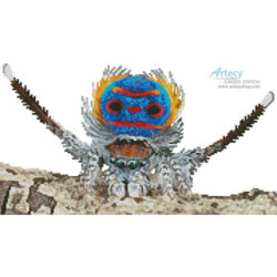 Mini Peacock Spider (Jurgen Otto)
