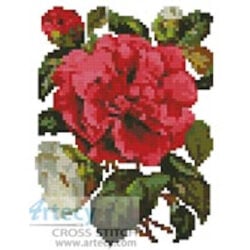 Mini Pink Camellia
