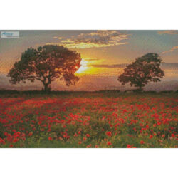 Mini Poppies Sunset (Derek Mack)