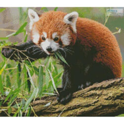 Mini Red Panda (Pexels)