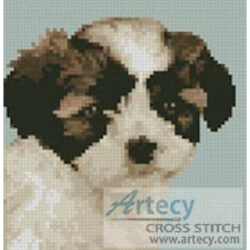 Mini Shih Tzu Puppy (lifeonwhite/Alamy)