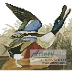 Mini Shoveller Duck (John James Audubon)