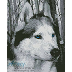 Mini Siberian Husky in the Woods (SashaS)