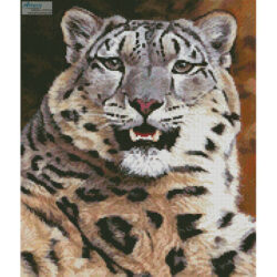 Mini Snow Leopard Close Up (Jason Morgan)