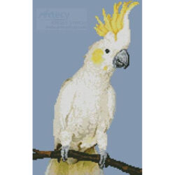 Mini Sulphur Crested Cockatoo (Simon Murrell - Corbis)