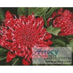 Mini Waratah (Oz Photo)