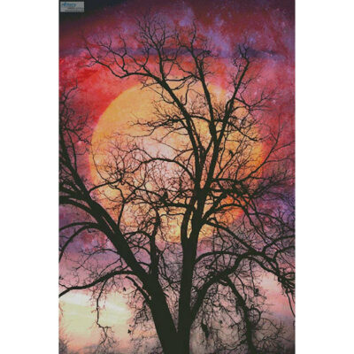 Moon in the Branches (Large) (Celebrate Life Gallery/ artlicensing)