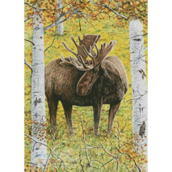 Moose in the Meadow (Mike Bennett)