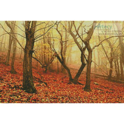 Morning Fog in the Palatinate Forest (Jochen Schlenker - Getty Images)