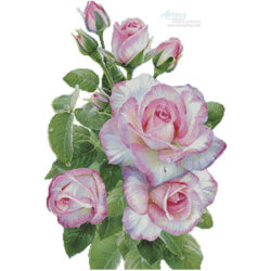 Morning Roses (Olga and Alexey Drozdov/ artlicensing)