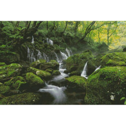 Mossy Landscape (Facebook Group) (Kanenori)