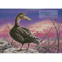 Mottled Duck (Tom Antonishak)
