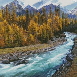 Mountain Forest Stream (S Clarke)